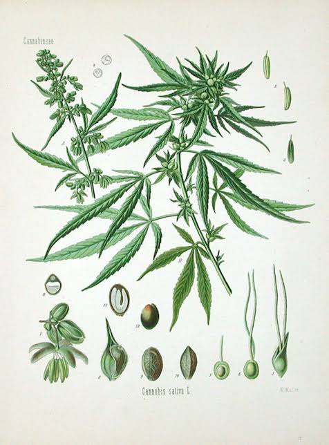 Historia marki DobrySkun